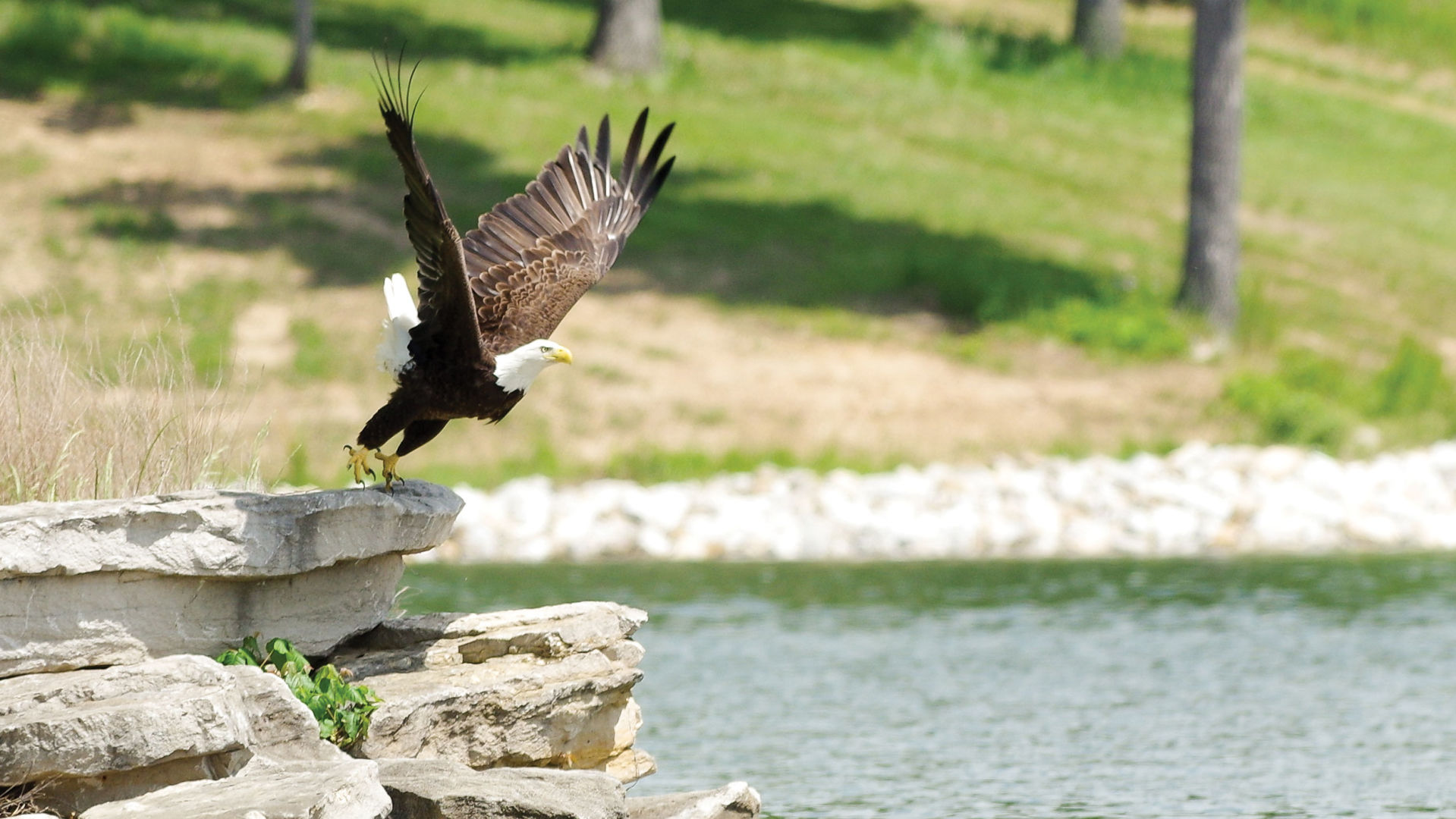 Innsbrook-CynthiaBowers2461Eagle-Takes-Off.jpg